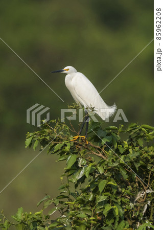 White heron, perched on the vegetation, Pantanal , Brazil 85962208