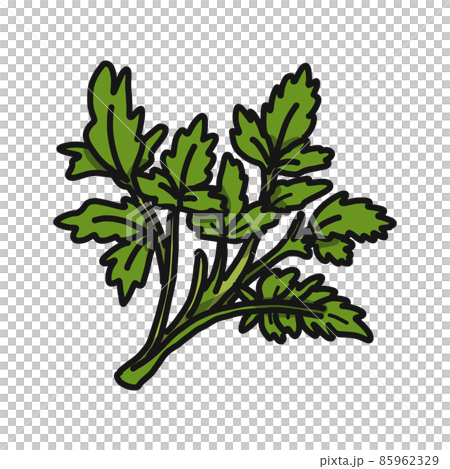 Illustration of raw garland chrysanthemum. Illustration of raw garland chrysanthemum. 85962329