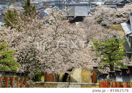 春の尾道西国寺の桜越しの仁王門と市街 春の尾道西国寺の桜越しの仁王門と市街 85962576