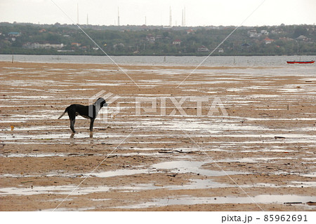 干潟・犬一匹(タートル・アイランド/バリ島・インドネシア) 干潟・犬一匹(タートル・アイランド/バリ島・インドネシア) 85962691