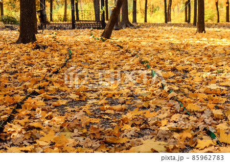 Autumn sunny landscape. Road to yellow forest. Autumn park of trees and fallen autumn leaves on the ground in the park on a sunny October day.template for design. 85962783