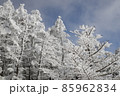 冬の北八ヶ岳の景色　青空に雪の針葉樹林　蓼科山登山道 85962834