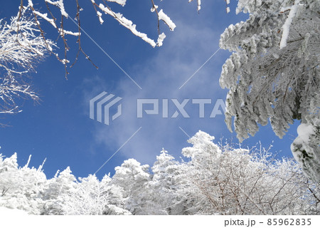 冬の北八ヶ岳の景色　青空に雪の針葉樹林　蓼科山登山道 85962835