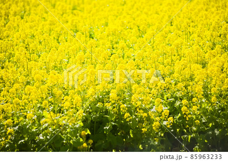 満開の菜の花 都市農業センター 満開の菜の花 都市農業センター 85963233
