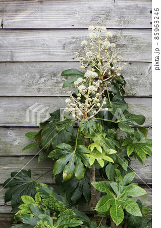 黄白色に咲く鞠状の八手の花 黄白色に咲く鞠状の八手の花 85963246