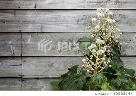 黄白色に咲く鞠状の八手の花 黄白色に咲く鞠状の八手の花 85963247