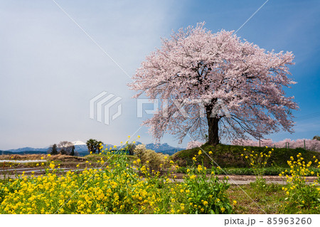菜の花と一本桜 85963260