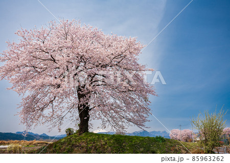 細野の一本桜3 85963262