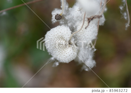 シュウメイギクの綿毛とタネ 85963272
