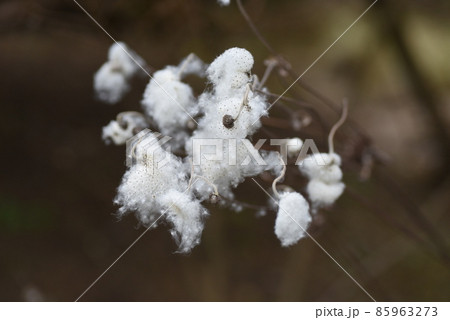 シュウメイギクの綿毛とタネ シュウメイギクの綿毛とタネ 85963273
