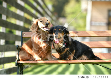 自然の中でおすましするミニチュアダックスフンド 自然の中でおすましするミニチュアダックスフンド 85963333