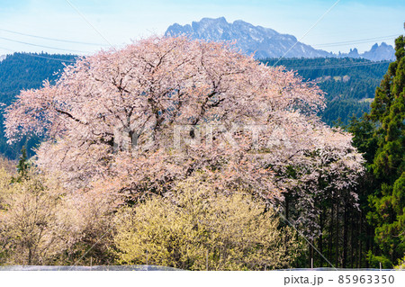 細野の彼岸桜 85963350