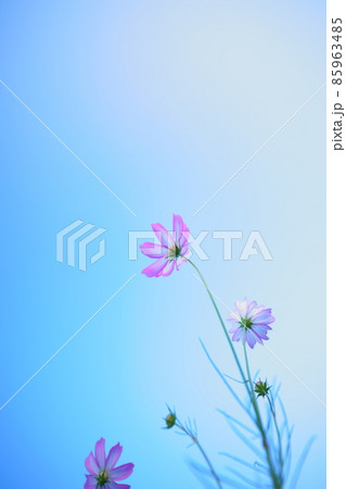 コスモスの美しい写真素材 85963485