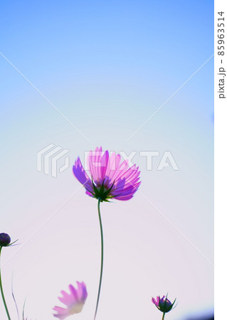コスモスの美しい写真素材 コスモスの美しい写真素材 85963514