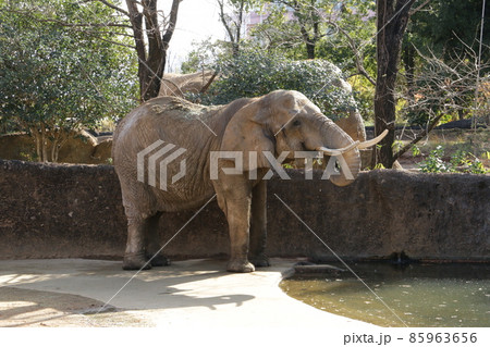 大きなメスのアフリカゾウ 85963656