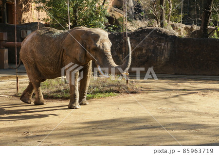 大きなメスのアフリカゾウ 85963719