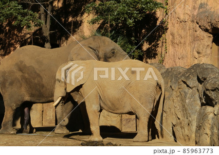 仲良し夫婦のアフリカゾウ 85963773