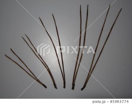 D3565 松葉 85963774