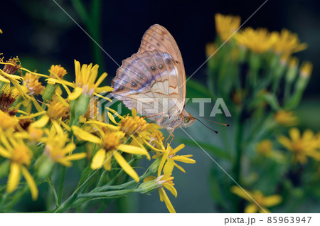 メスグロヒョウモンの雄（北海道・鹿追町） 85963947