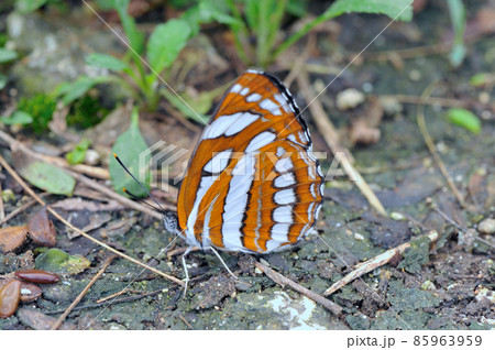 翅を閉じたリュウキュウミスジ（沖縄県・石垣島） 85963959