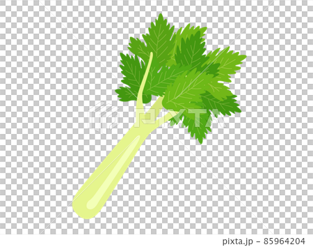 セロリのイラスト 85964204