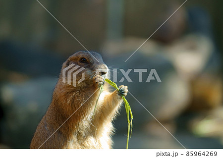 動物園の資料写真　 85964269