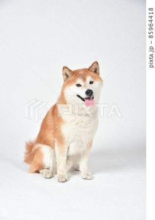 茶毛の柴犬のシンプルなポートレート 85964418