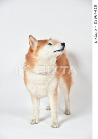 茶毛の柴犬のシンプルなポートレート 茶毛の柴犬のシンプルなポートレート 85964419