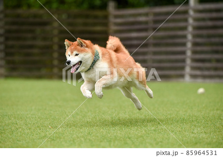 ドッグランで遊ぶ柴犬 ドッグランで遊ぶ柴犬 85964531