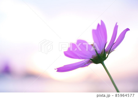 美しい秋桜の資料写真 美しい秋桜の資料写真 85964577