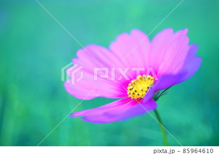 美しい秋桜の資料写真 85964610