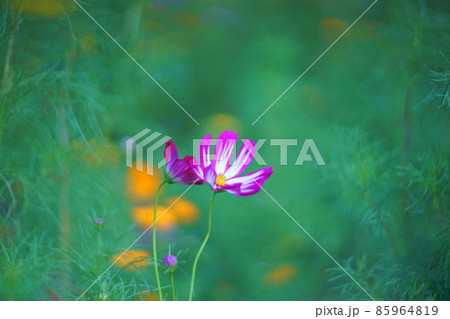 コスモスの資料写真 85964819