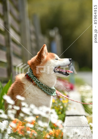 自然の中でおすましする柴犬 自然の中でおすましする柴犬 85964915