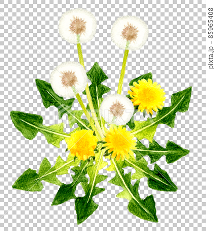 タンポポと綿毛のイラスト　春の手描き水彩イラスト素材 85965408