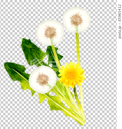 蒲公英和絨毛的插圖，春天的手繪水彩插圖材料，也用於裝飾 85965412