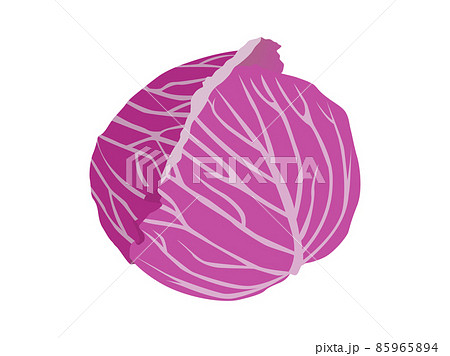 紫キャベツのイラスト 85965894