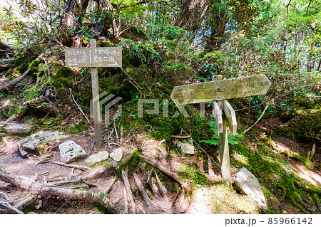 瑞牆山登山：弘法岩黒森分岐 85966142