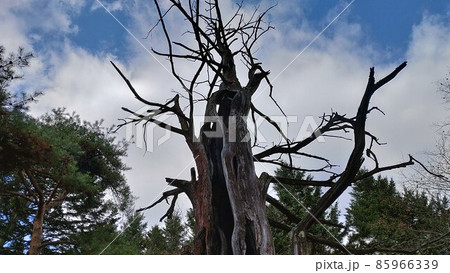 枯れた大木 85966339