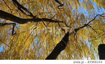 紅葉した柳をしたから見上げてみた 紅葉した柳をしたから見上げてみた 85966344