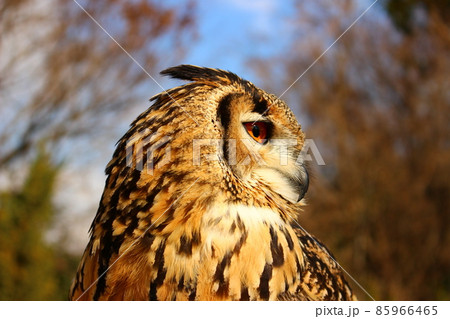 右を向いたフクロウの横顔 右を向いたフクロウの横顔 85966465