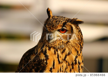 夕焼けの中のベンガルワシミミズク 85966466