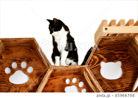 猫との暮らし。猫イメージ素材 85966708