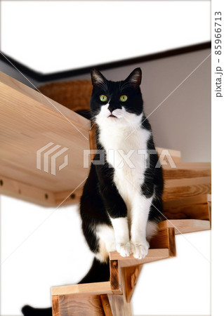 猫との暮らし。猫イメージ素材 猫との暮らし。猫イメージ素材 85966713