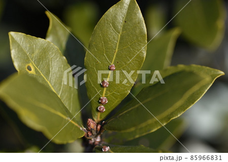月桂樹に寄生したルビーロウカイガラムシ 85966831