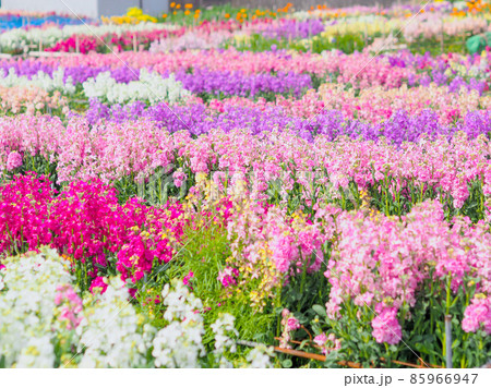 白間津のお花畑（千葉県南房総市） 85966947