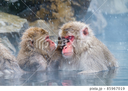 地獄谷野猿公苑の猿（スノーモンキー） 85967019