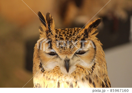 目をつむっているワシミミズク 目をつむっているワシミミズク 85967160