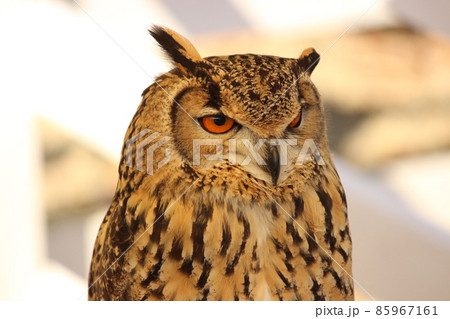 すました顔のベンガルワシミミズク 85967161