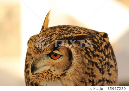 前傾姿勢で覗くベンガルワシミミズク 前傾姿勢で覗くベンガルワシミミズク 85967220