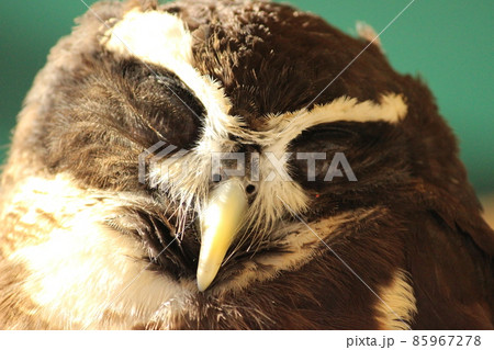 夕陽に照らされたメガネフクロウの寝顔 夕陽に照らされたメガネフクロウの寝顔 85967278